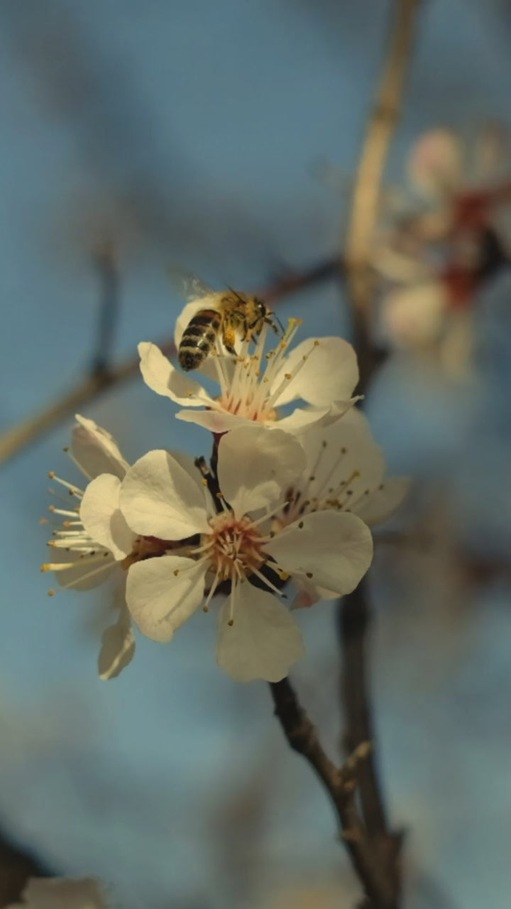 Honey Growth Shampoo